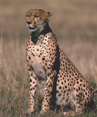 cheetah77.jpg